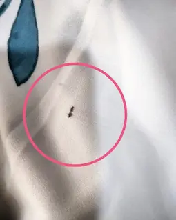 شومیز آستین واشری ریزشی سفید طرح گلهای درشت سرخابی الناز سایز-5-تخفیفی