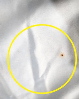 شومیز جلو بسته آبی سفید طرح ایتالیایی سایز-1-تخفیفی